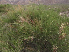 Prosopidastrum dehiscens