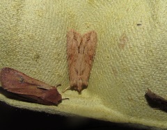 Ichneutica mollis