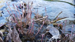 Marathrum plumosum