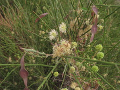 Prosopidastrum dehiscens