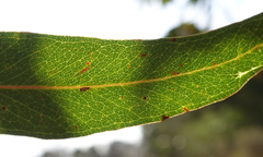 Eucalyptus falciformis