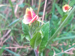 Oenothera epilobiifolia
