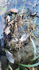 Marathrum plumosum