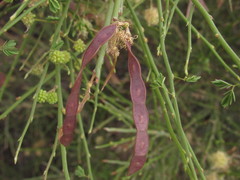 Prosopidastrum dehiscens