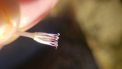 Marathrum plumosum