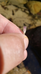 Marathrum plumosum