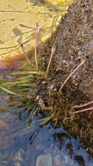 Marathrum plumosum