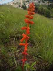 Sinningia allagophylla