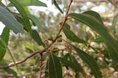 Eucalyptus falciformis