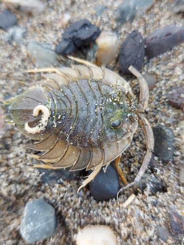 Serolis paradoxa