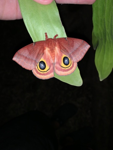 Io Moth, photo 9 of 10