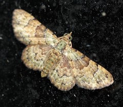 Gymnoscelis derogata