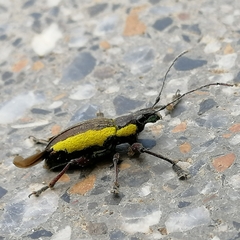 Naupactus tarsalis
