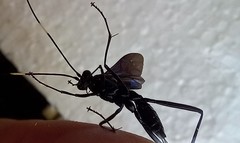 Dotocryptus pedisequus