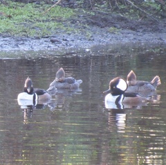 Lophodytes cucullatus image