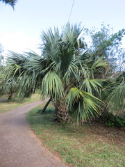 Sabal bermudana