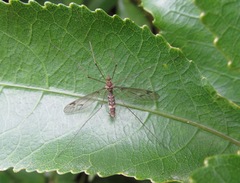 Leptotarsus cubitalis