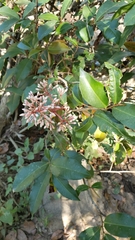 Ardisia compressa
