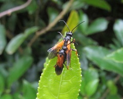 Priocnemis conformis