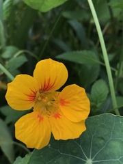 Tropaeolum majus