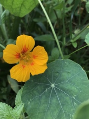 Tropaeolum majus