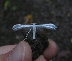 Pterophorus monospilalis