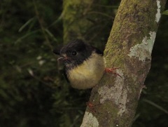 Petroica macrocephala