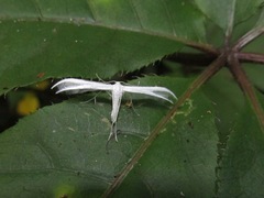 Pterophorus monospilalis