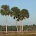 Cabbage Palmetto - Photo (c) JeffreyGammon, some rights reserved (CC BY-NC), uploaded by JeffreyGammon