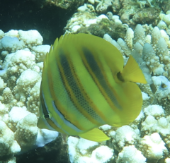 Chaetodon rainfordi