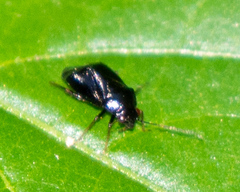 Slaterocoris