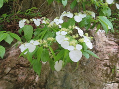 Hydrangea scandens