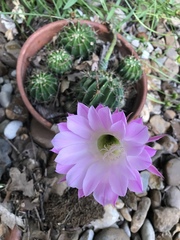Echinopsis