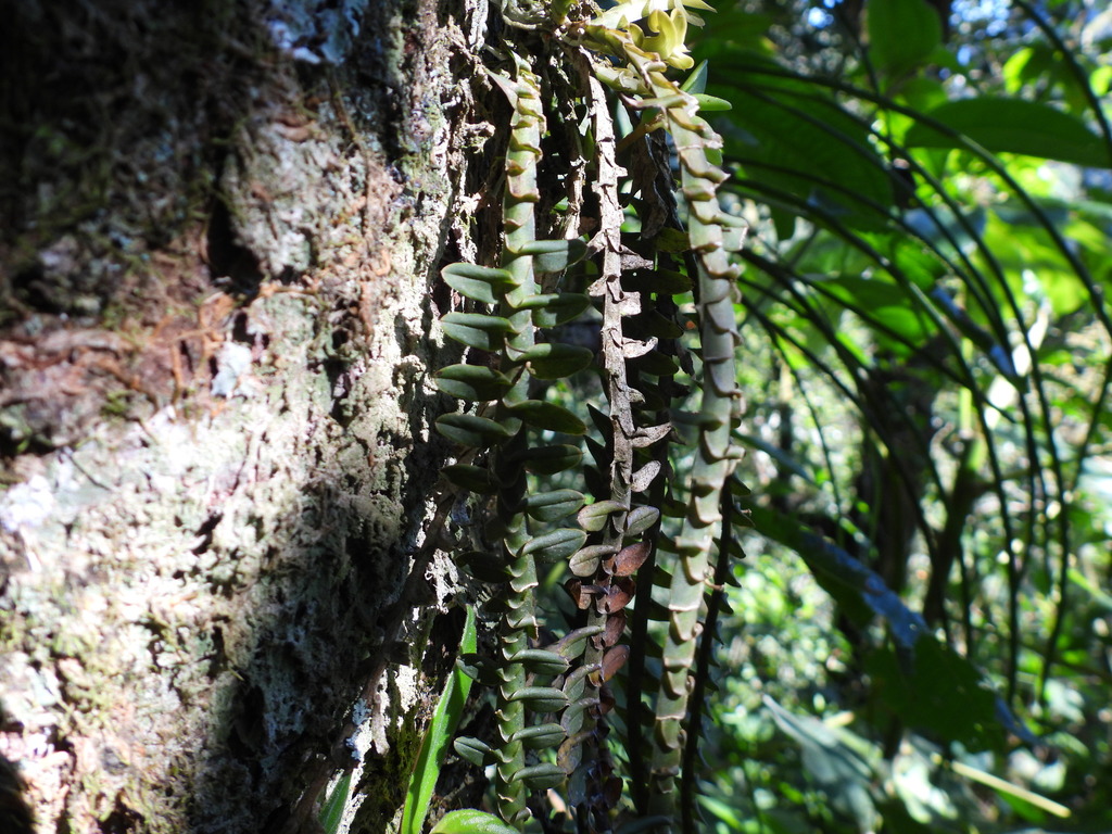 Dichaea muricatoides