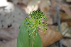 Malaxis brachyrrhynchos