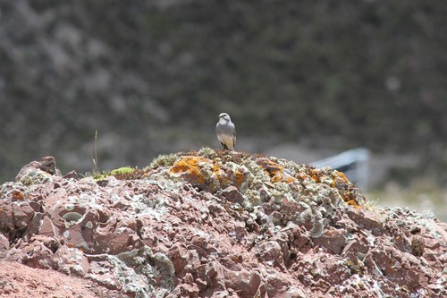 Glacier Finch (Idiopsar speculifer), photo 9