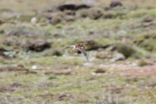 Puna Snipe (Gallinago andina), photo 4