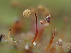 Cribraria microcarpa