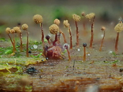 Cribraria microcarpa