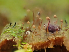 Cribraria microcarpa