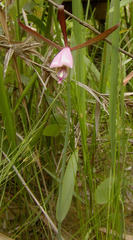 Cleistesiopsis