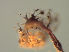 Cribraria microcarpa