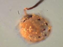 Cribraria microcarpa