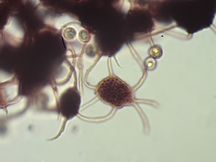 Cribraria microcarpa