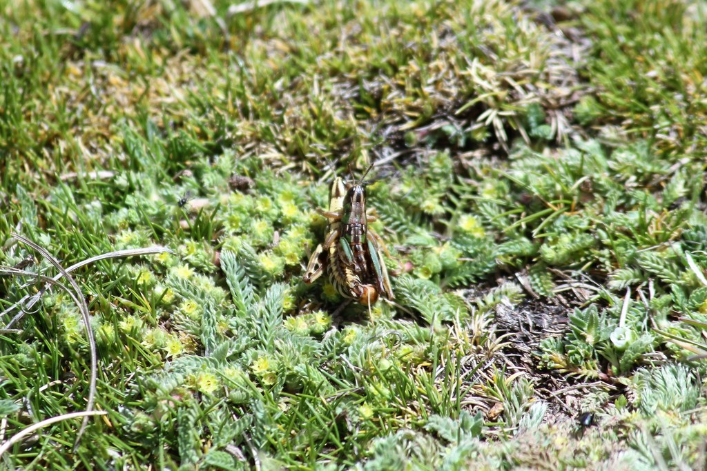 Maeacris aptera