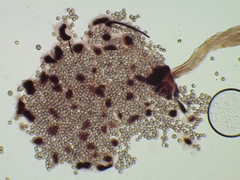 Cribraria microcarpa