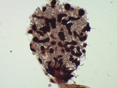 Cribraria microcarpa