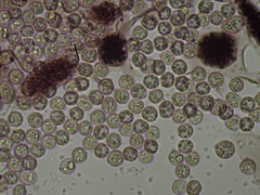 Cribraria microcarpa