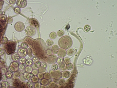 Cribraria microcarpa