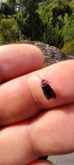 Pyractonema